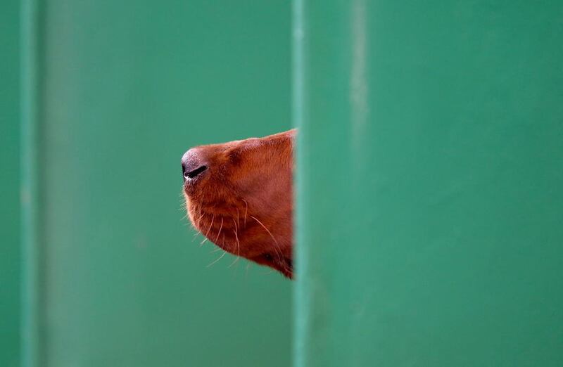 A Red Setter sniffs as people pass its kennel on the fourth and final day of Crufts dog show at the NEC in Birmingham, England. Matt Cardy / Getty Images