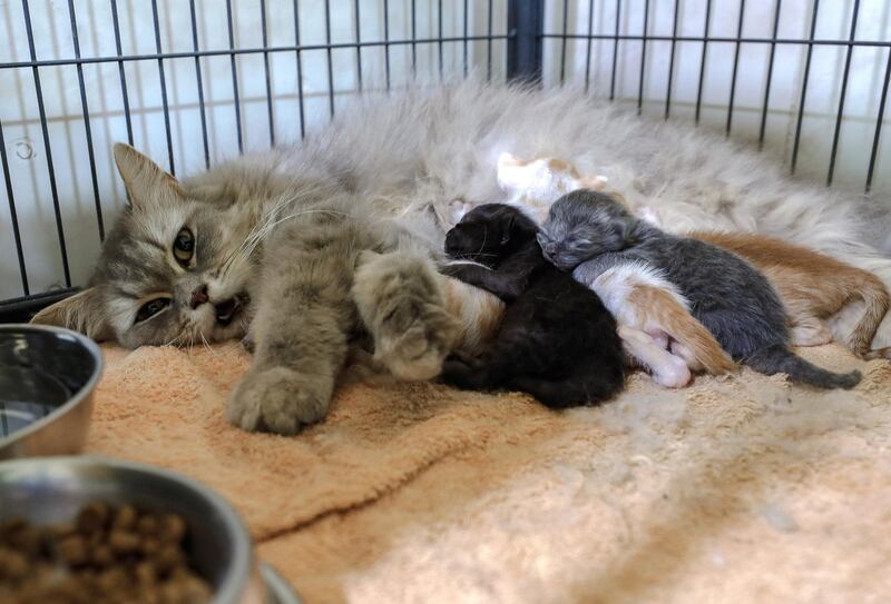 Abu Dhabi, United Arab Emirates, June 22, 2020.   
 A cat with her week old kittens at the Abu Dhabi Falcon Hospital.
Victor Besa  / The National
Section:  NA
Reporter:  Haneen Dajani