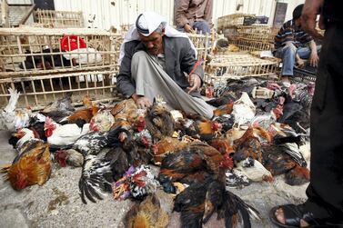 An Iraqi vendor sets loose his chickens and roosters at Al Ghazel market in Baghdad. AFP