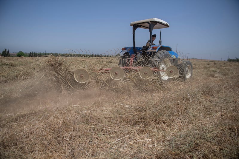 A farmer harvests a drought-damaged crop in Rabat, Morocco. EPA