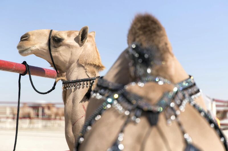 ABU DHABI, UNITED ARAB EMIRATES - DECEMBER 17, 2018. 

A camel's hump is decorated at Al Dhafra Festival. These camels will be judged, based on their beauty, by five judges, with points allocated for each body part. Legs must be long, ears pert, eyelashes curled and the hump properly placed on the lower back. 

Every December, a small city of tents rises in the dunes of the Empty Quarter, 170 kilometres south-west of Abu Dhabi on the edge of the world���s largest continuous sand desert.

About 20,000 camels and their 15,000 owners compete at the Al Dhafra Festival, one of the world���s largest beauty pageants. It is distinguished by its "queens", long-lashed beauties with four legs and a hump. The prizes are not crowns but Range Rovers, Nissan Patrol pickups and, for the best, immortalisation in Bedouin poetry.


(Photo by Reem Mohammed/The National)

Reporter: Haneen Dajani
Section:    NA