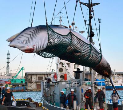 FILE - In this September, 2017, photo, a minke whale is unloaded at a port after a whaling for scientific purposes in Kushiro, in the northernmost main island of Hokkaido. Japan says it is leaving the International Whaling Commission to resume commercial hunts but says it will no longer go to the Antarctic to hunt. Chief Cabinet Secretary Yoshihide Suga said Wednesday, Dec. 26, 2018,  that Japan's commercial whaling will be limited to its territorial and economic waters.(Kyodo News via AP, File)