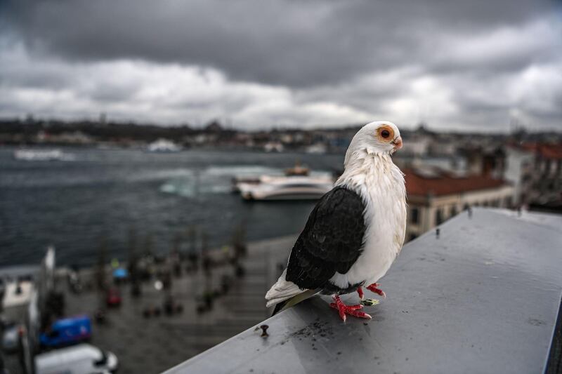 A pigeon enjoying a bird's-eye view of Karakoy port in Istanbul, Turkey. AFP