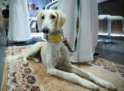 There will be a dedicated space for traditional companion animals such as saluki dogs. Victor Besa / The National
