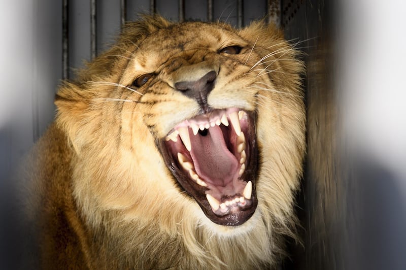 The 15-month-old African male lion named Makuti reacts inside his transport box as he arrives at his enclosure from the city of Erfurt in Germany, at the Servion Zoo, in Servion, Switzerland.  EPA