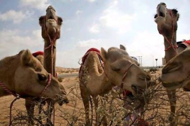 Camels are able to subsist on vegetation that other animals cannot eat such as salty bushes, bark and thorns. Nicole Hill / The National
