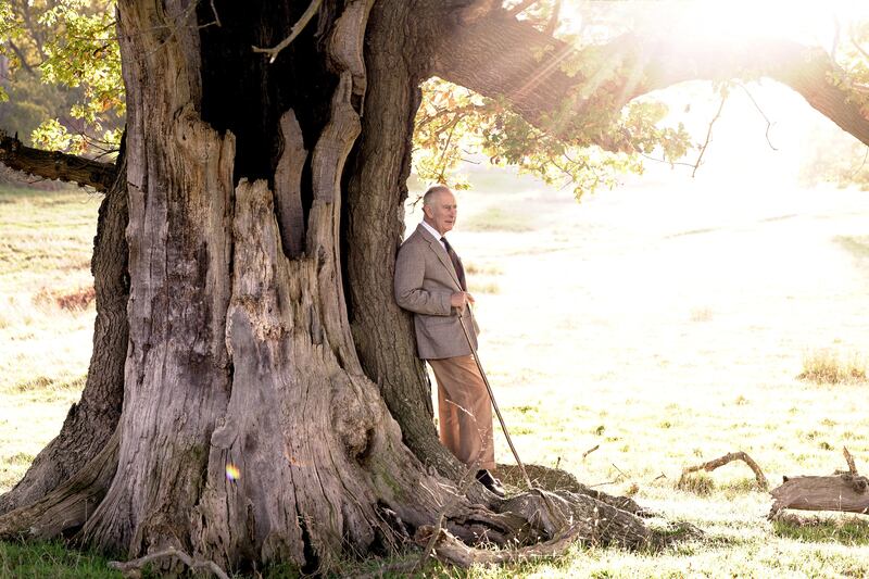 King Charles leans against an ancient oak tree in Windsor Great Park. Photo: Buckingham Palace