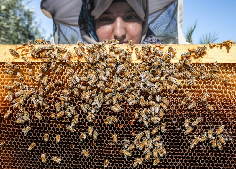 Palestinian beekeeper Heba Abu Sabha, 26, inspects a frame from a beehive at her bee farm in the village of Khuzaa in Khan Yunis.