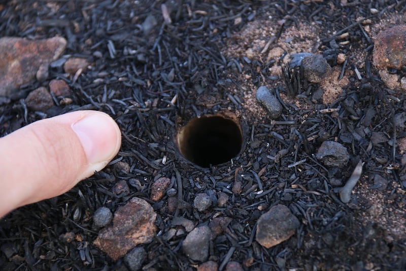 Trapdoor spider burrows after the bushfires in the Stirling Ranges. Courtesy: Leanda Mason