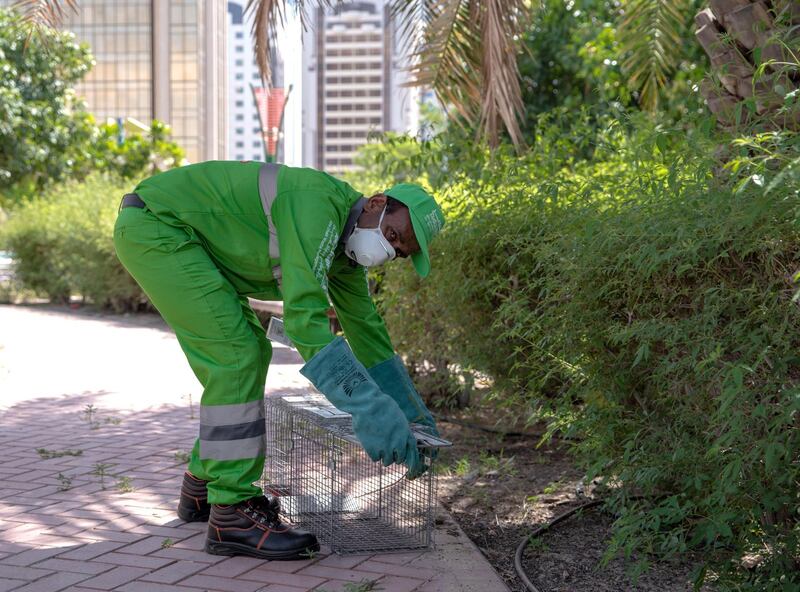 Abu Dhabi, United Arab Emirates, June 16, 2020.   The process of catching stray animals and transfering them to Falcon Hospital.  Interview and actual trapping at Family Park, Abu Dhabi.
--  A Tadweer worker sets up a trap at the park.
Victor Besa  / The National
Section:  NA
Reporter:  Haneen Dajani
