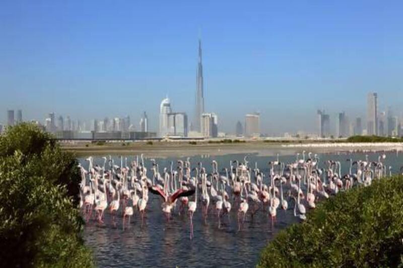 Ras Al Khor Wildlife Sanctuary, at the end of Dubai Creek, has been recognised by Wetland Link International. Photo courtesy Government of Dubai