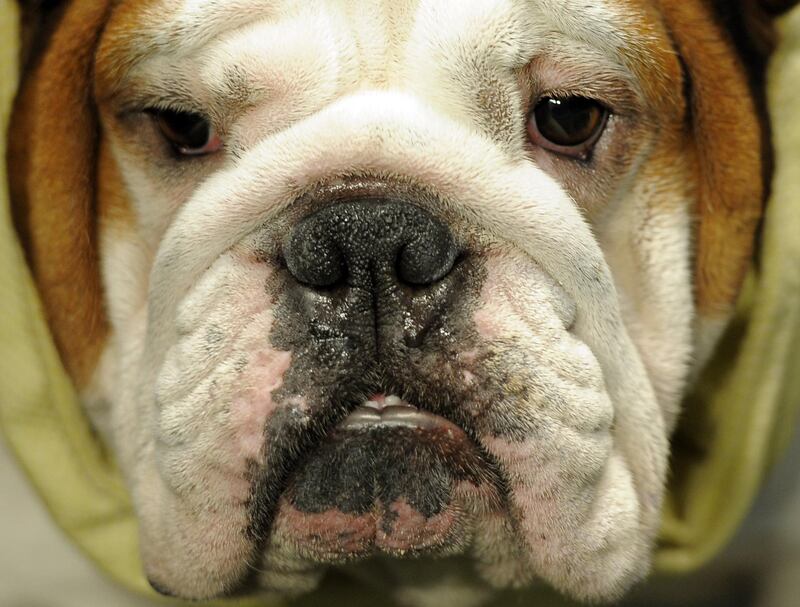 A separate study concluded that dogs who displayed this expression were more likely to get re-homed from a shelter. AFP