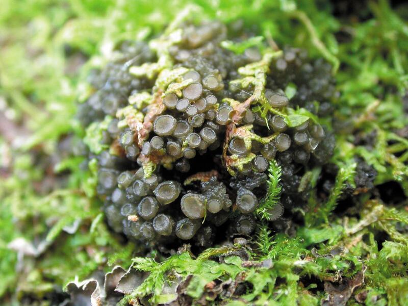 Resembling a bug-eyed monster out of science fiction movies, Coleema fasciculare, or 'octopus suckers', is a jelly lichen found in the temperate rainforests of western Scotland. All photos: Harper Collins