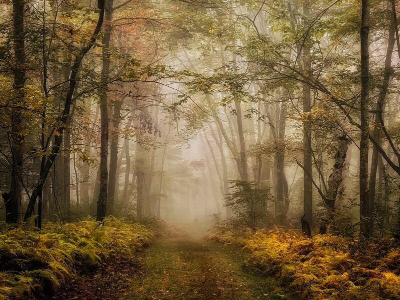 Landscape, First Place, 'Fog on Fall Path', shot by Linda Repasky in Massachusetts, US, on iPhone 13 Pro. Photo: Linda Repasky / IPPAWARDS