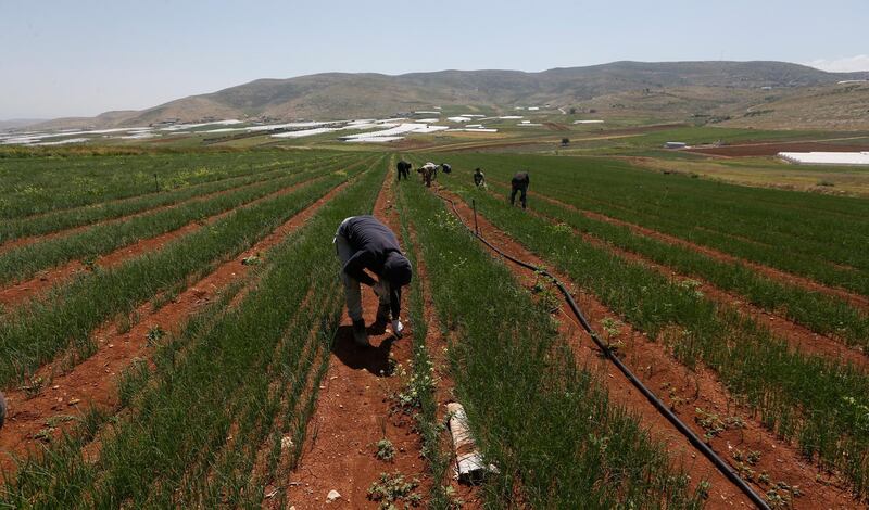 Palestinian farmers work at their field near the West Bank city of Nablus.  EPA