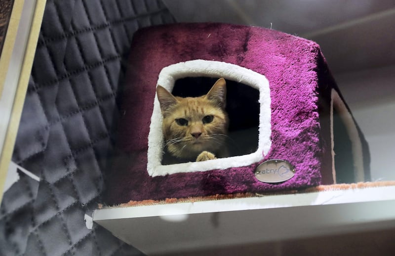 DUBAI , UNITED ARAB EMIRATES, October 02 , 2018 :- One of the cat in the cattery section at the My Second Home for pets in Dubai Investment Park 2 in Dubai. ( Pawan Singh / The National )  For Business/Instagram. Story by Dania