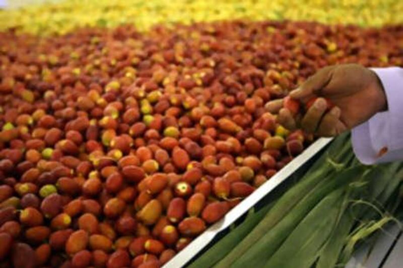 A visitor at the Liwa date festival checks one of the dates.