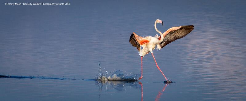 The Comedy Wildlife Photography Awards 2020
Tommy Mees
Mortsel
Belgium
Phone: +
Email: 
Title: Walk on water
Description: Certain times of the year flamingos populate Lake Magadi in Serengeti and this is when you can see them taking off and landing... Or just showing off
Animal: Flamingo
Location of shot: Lake Magadi, Serengeti, Tanzania