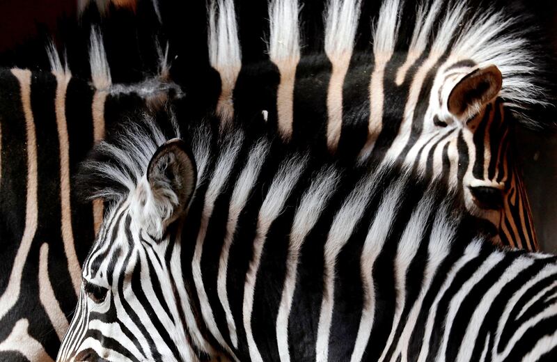 Chapman's zebras are pictured at the Riga National Zoological Garden (Riga Zoo), Latvia. EPA
