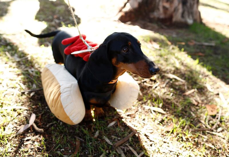 Eva the Democracy Sausage Dog looks on during a community BBQ in the seat of Boothby, in Adelaide, Australia. Getty Images