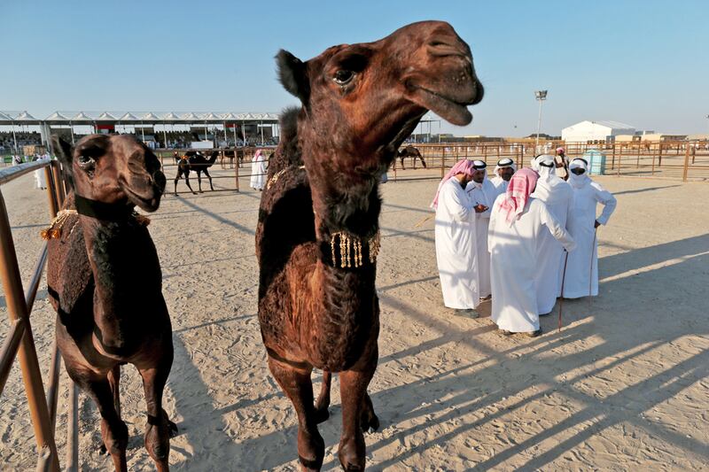 Judges talk among themselves during the camel beauty contest on the opening day of Al Dhafra Festival in Madinat Zayed. Christopher Pike / The National