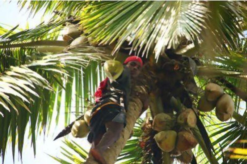 An Indian man cuts coconuts from a palm tree in Varkala, Kerala. EyesWideOpen / Getty Images
