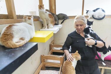 Emma Button gives vital shelter to about 50 cats as she is unable to turn away a feline in need. Antonie Robertson/The National