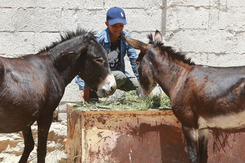 Donkey owner Abdulrahman Ali, 15, feeds his animals at the Peta clinic. AFP