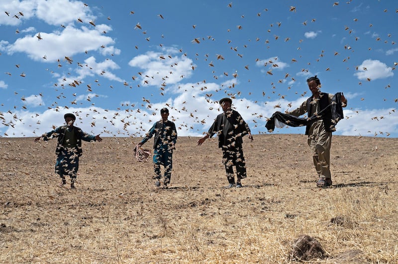 Farmers are accompanied by a swarm of locusts near a wheat field in Kandali, Balkh province, Afghanistan. AFP