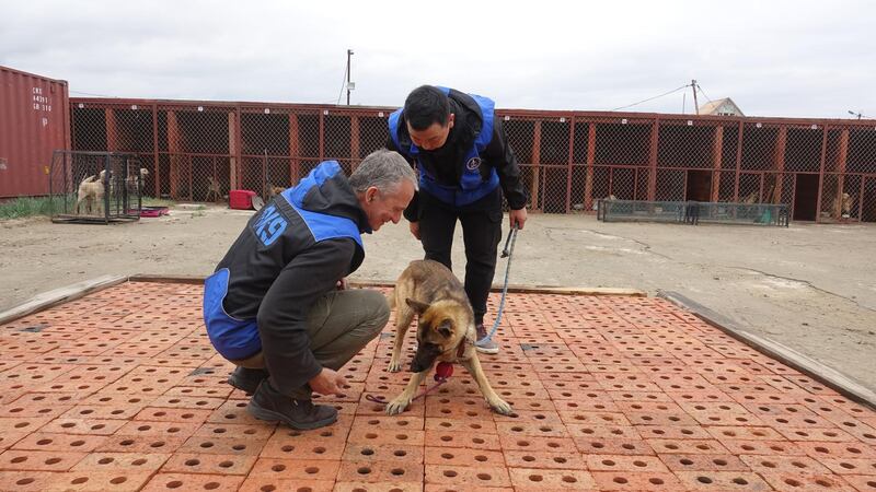 Belgium shepherd dog training to tackle IWT in Mongolia. Courtesy Zoological Society of London 