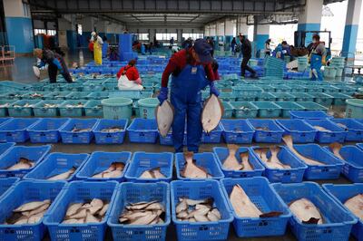 A worker sorts fish in preparation for an auction at a fish processing center Wednesday, Nov. 27, 2019, in Soma, Fukushima prefecture, Japan. The facility was rebuilt after it was completely destroyed by the March 2011 earthquake and tsunami. (AP Photo/Jae C. Hong)