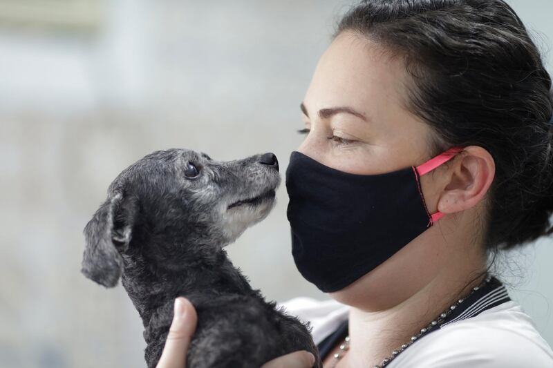 A city worker holds a dog at the animal city shelter in Rio de Janeiro, Brazil. After seeing the number of adoptions go down to zero in the beginning of the new coronavirus pandemic, the Rio city shelter is celebrating the success of their Pet Delivery program. Now, administrators running animal shelter are offering pets through a virtual system that allows prospective owners to browse online and, after choosing a pet, the shelter brings the animal to their homes, bathed, spayed and with all inoculations. AP Photo