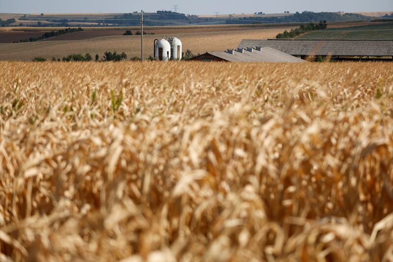 Corn fields are completely dry in the Kochersberg near Strasbourg eastern France.  AP