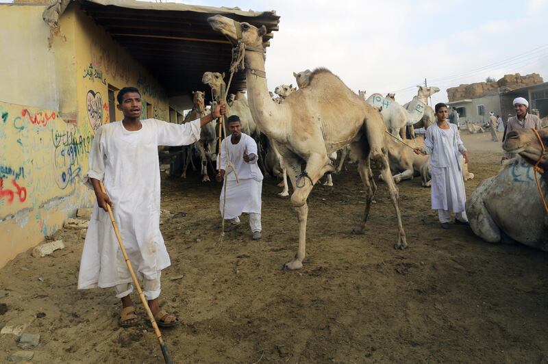 Every Friday hundreds of camels are brought in from Sudan and Somalia.