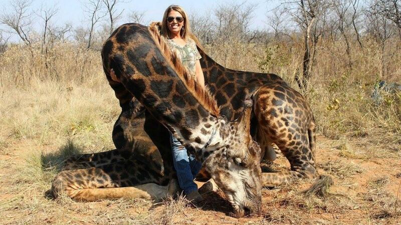 The photos posted by Ms Talley last year show her standing and smiling beside a dead giraffe along with the caption: “Prayers for my once in a lifetime dream hunt came true today!”