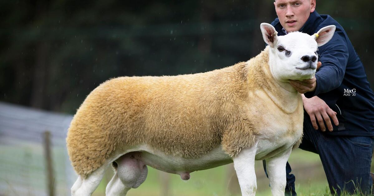 Lamb sells for ‘obscene’ world record price of nearly £368,000