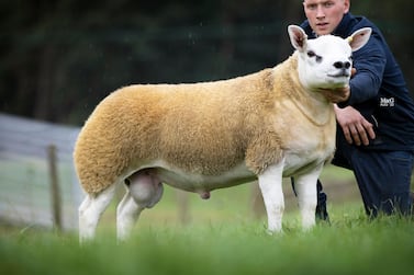 Sportsmans Double Diamond is a record setting lamb Credit is MacGregor Photography