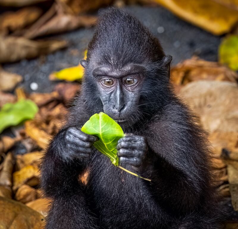 A macaque in Sulawesi, Indonesia. Matti Rauvala / Comedywildlife