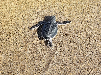 A newly hatched green turtle. PA