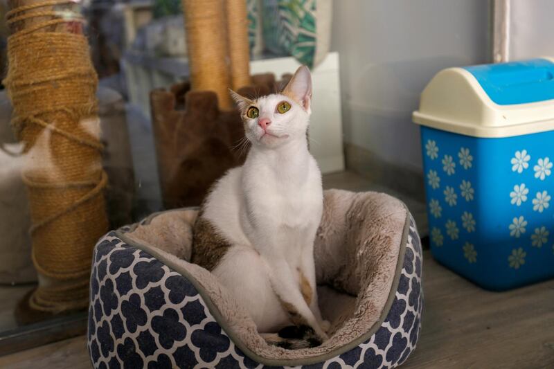 Ailuromania Cat Cafe's feline guests are also residents at a government-run animal shelter in Ras Al Khaimah. Reuters