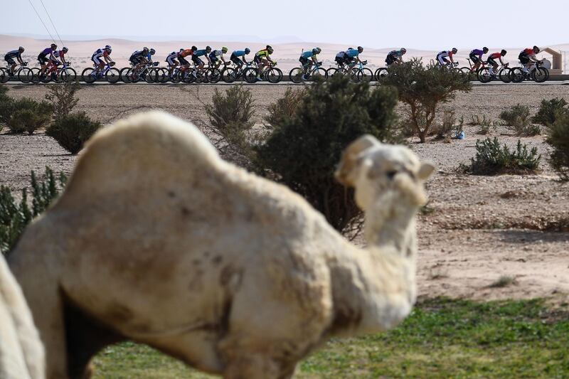 The peloton during the Stage 1 of the Saudi Tour on Tuesday, February 4. AFP