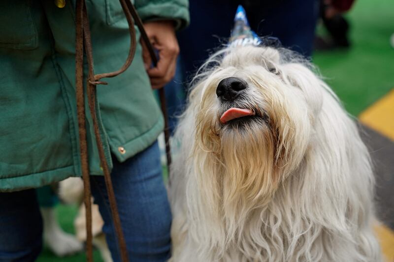 A dog enjoying the party. Arkadas was given as a gesture of gratitude by the Turkish government to Mexico after Proteo died during the search for survivors in last year's quake. Reuters