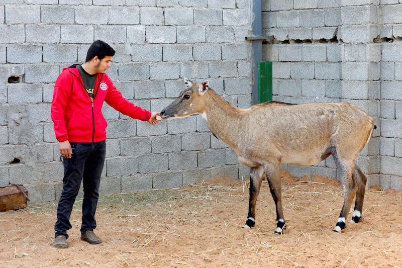 Feeding an antelope at the Diab family farm in the Tajoura suburb of Tripoli, Libya. Reuters