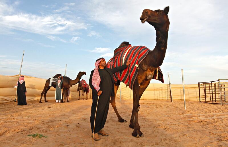 MADINAT ZAYED, UNITED ARAB EMIRATES - December 19, 2012 - Rames Saleh al Menhali, who owns 70 black camels, stands with his prize camel, Wahaidah, 'The One' in his camel corral at the Al Dhafra Festival at Madinat Zayed, Al Gharbia, Abu Dhabi, December 19, 2012. (Photo by Jeff Topping/The National) 