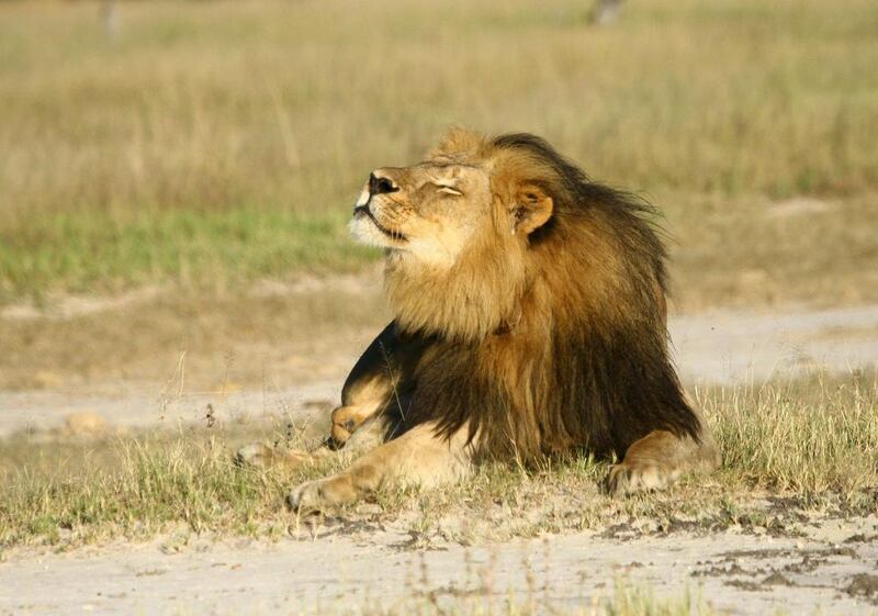 Cecil the Lion was shot with an arrow by American dentist Dr Walter Palmer. Two years on, his son was also killed by trophy hunters. AJ Loveridge / Reuters