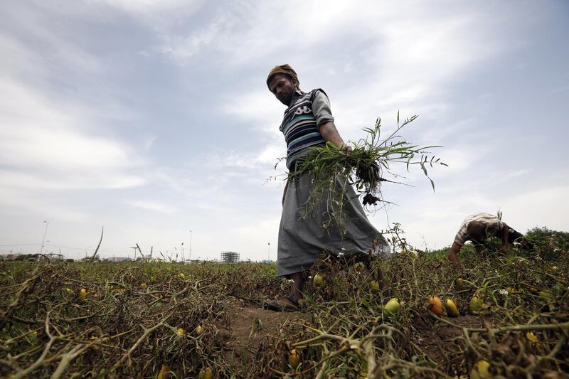 A Yemeni farmer works at a tomato field amid acute food insecurity, in Sana'a, Yemen. EPA