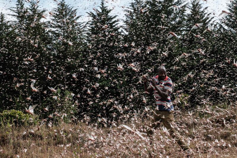 A farmer walks through a swarm of desert locust in the eastern Kenyan city of Meru. The use of cutting edge technology and improved co-ordination across East Africa is helping to crush the swarms and protect the livelihoods of thousands of farmers. AFP