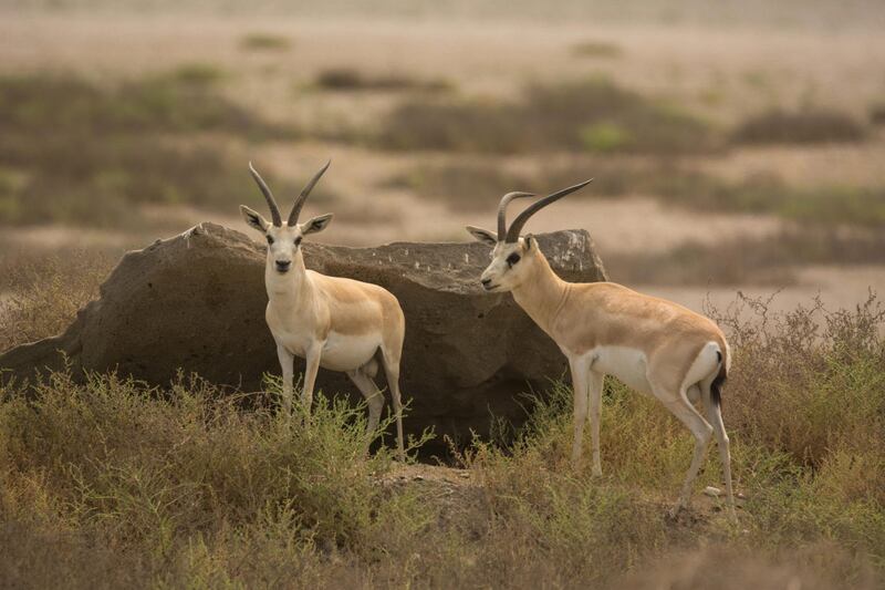 The property is near the Omani border is full of nature and wildlife. Sharjah Collection By Mantis