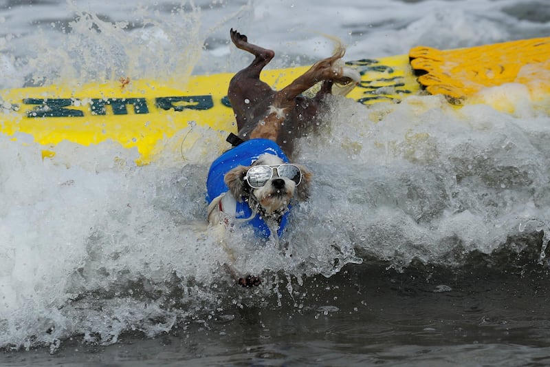 A small dog jumps off his surfboard while competing at the 14th annual Helen Woodward Animal Center "Surf-A-Thon" where more than 70 dogs competed in five different weight classes for "Top Surf Dog 2019". Reuters