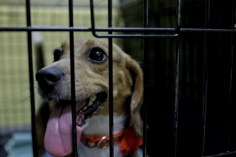Rescued from potential torture, this beagle may soon have a new home. Getty Images / AFP
